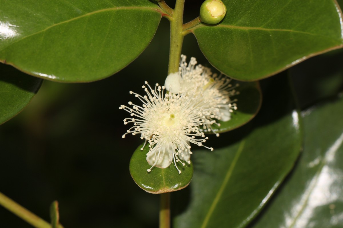 Psidium cattleyanum Sabine